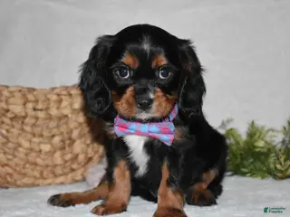 Cavalier King Charles Spaniel dogs Parker - Ad 8