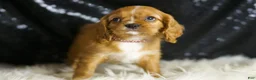 Cavalier King Charles Spaniel dogs for sale: Napa - Ad 1