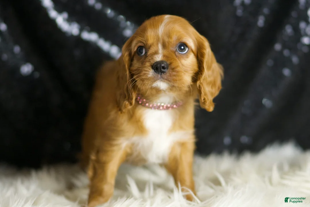 Cavalier King Charles Spaniel dogs for sale: Napa - Ad 1