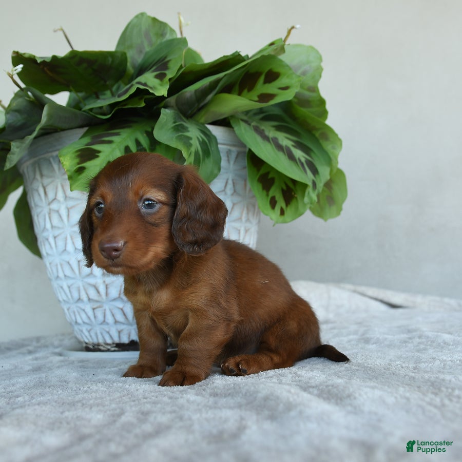 Dachshund dogs Paddington - Ad 1
