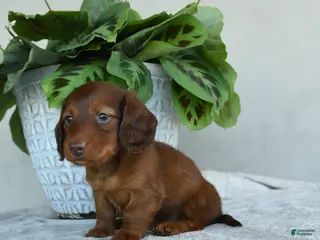 Dachshund dogs for sale: Paddington - Ad 2