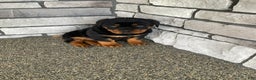 Rottweiler dogs for sale: Rottweiler Puppy 2 - Ad 5