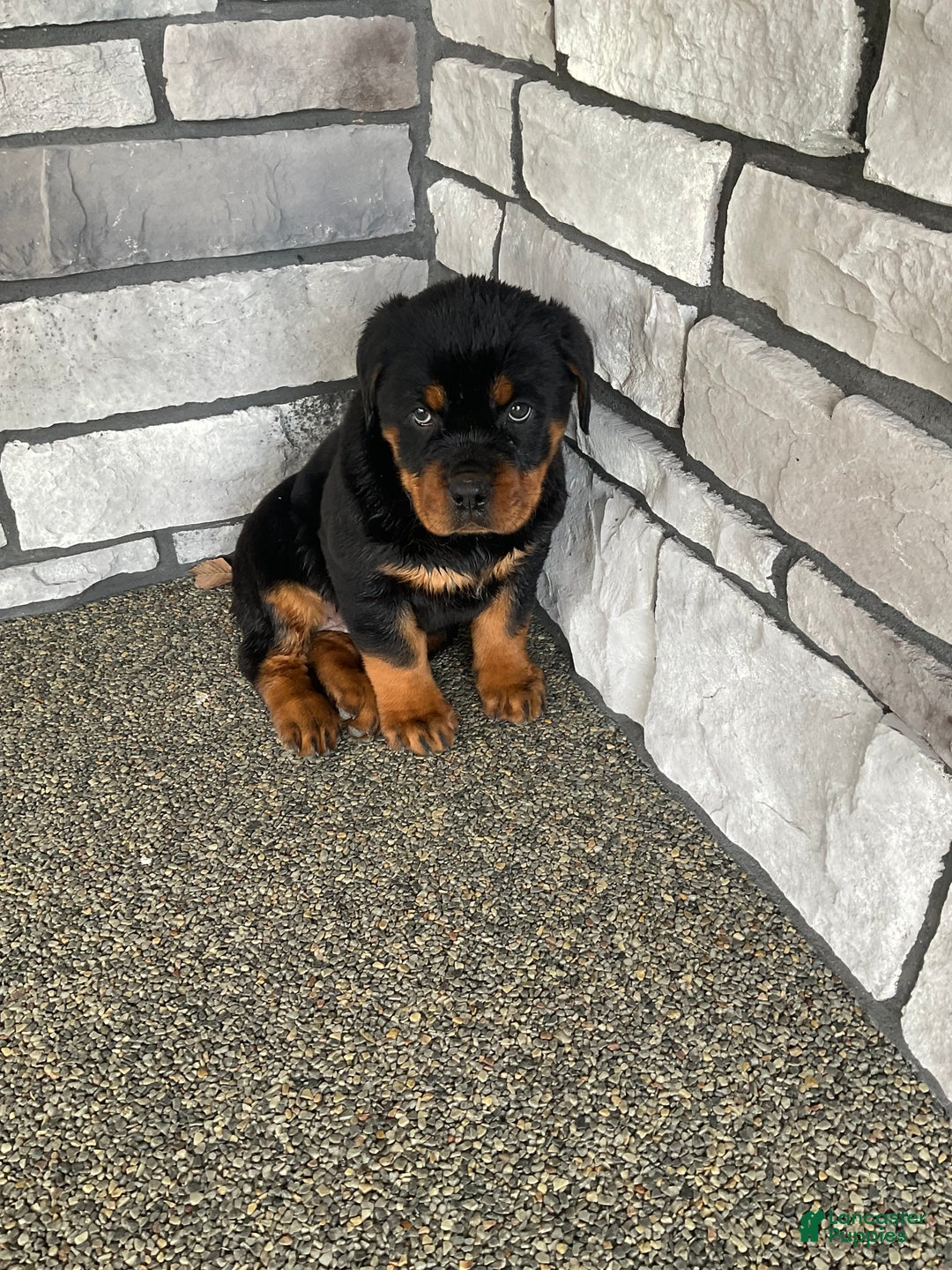 Rottweiler dogs for sale: Rottweiler Puppy 2 - Ad 5