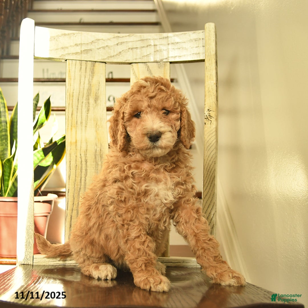 Standard Poodle dogs for sale: Honey   - Ad 3