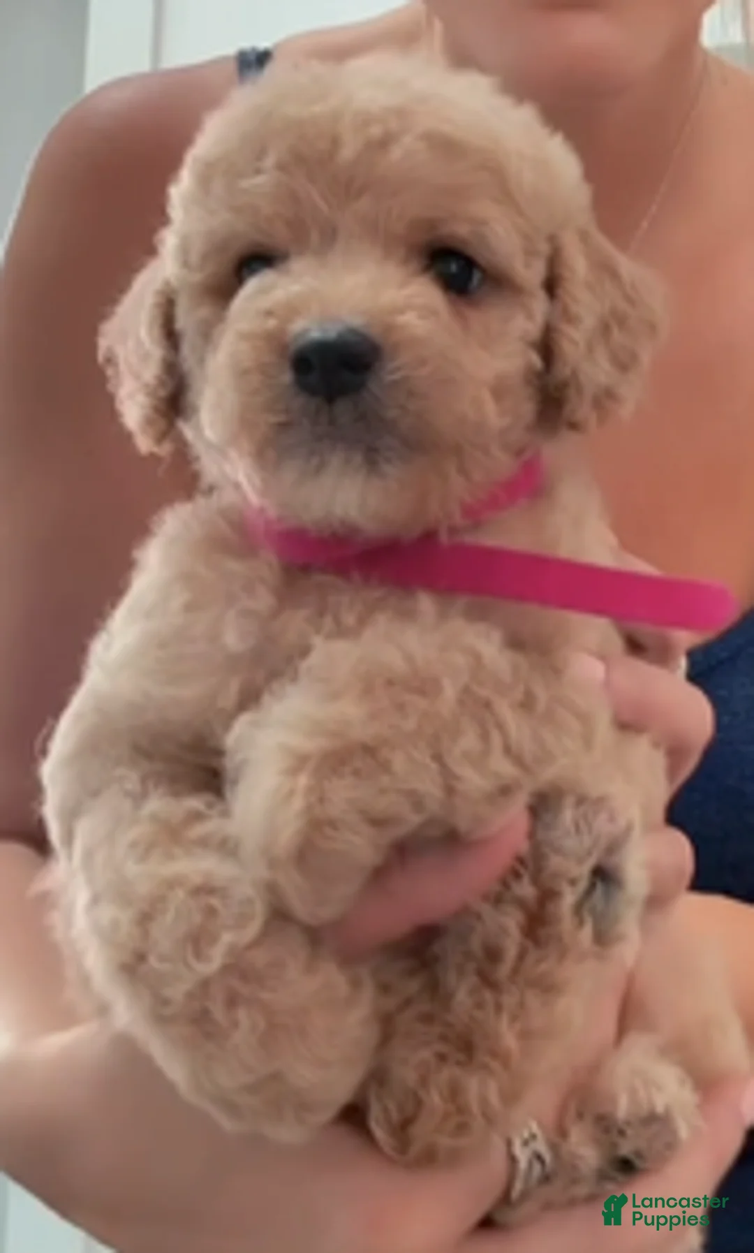 Double Doodle dogs for sale: Girl #2 - Ad 1