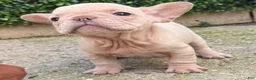French Bulldog dogs for sale: Tiny - Ad 12