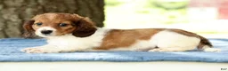 Miniature Dachshund dogs for sale: Jesse - Ad 9