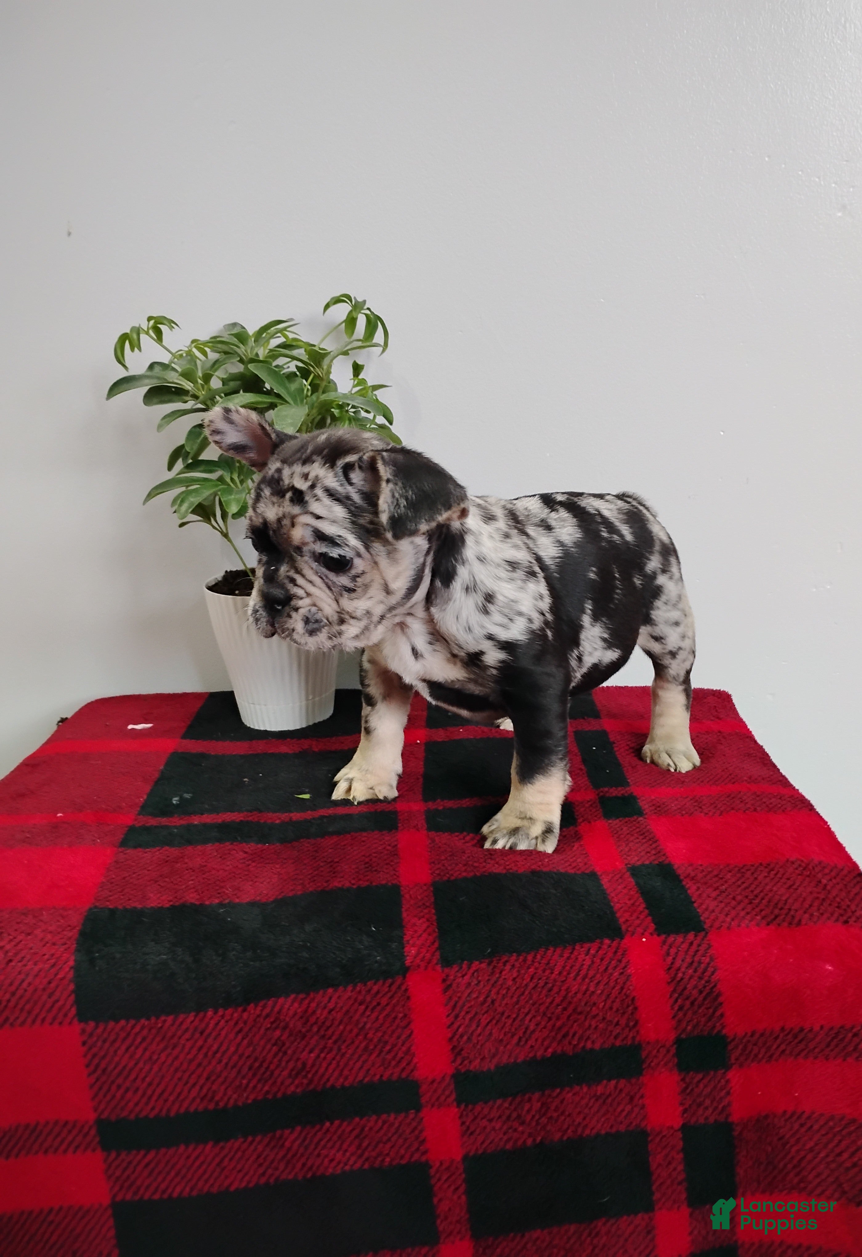 Mixed Breed dogs Lily - Ad 2