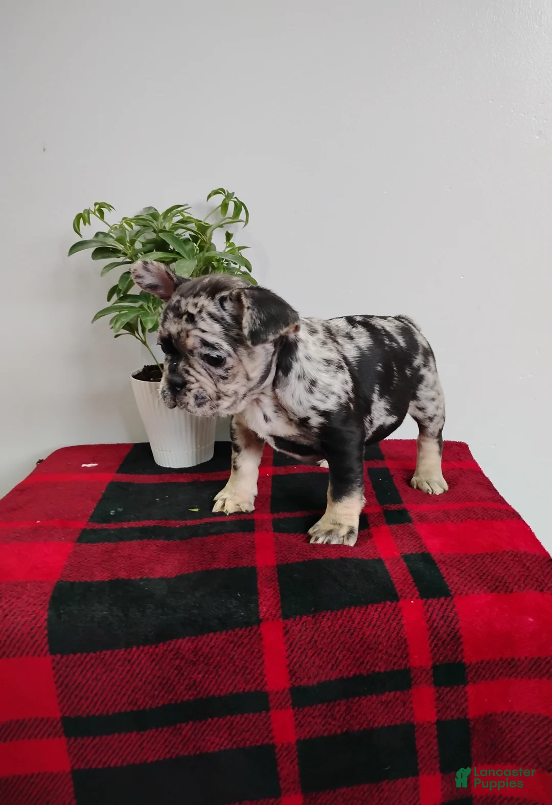 Mixed Breed dogs for sale: Lily - Ad 2