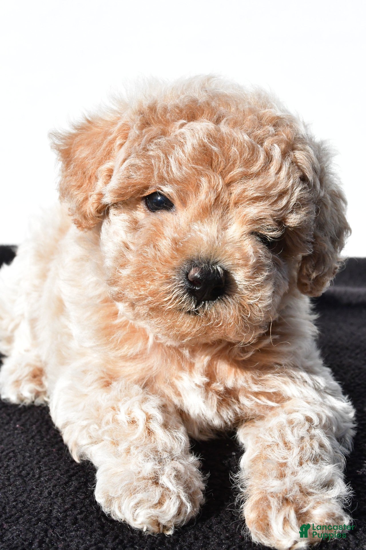 Toy Poodle dogs allie - Ad 1
