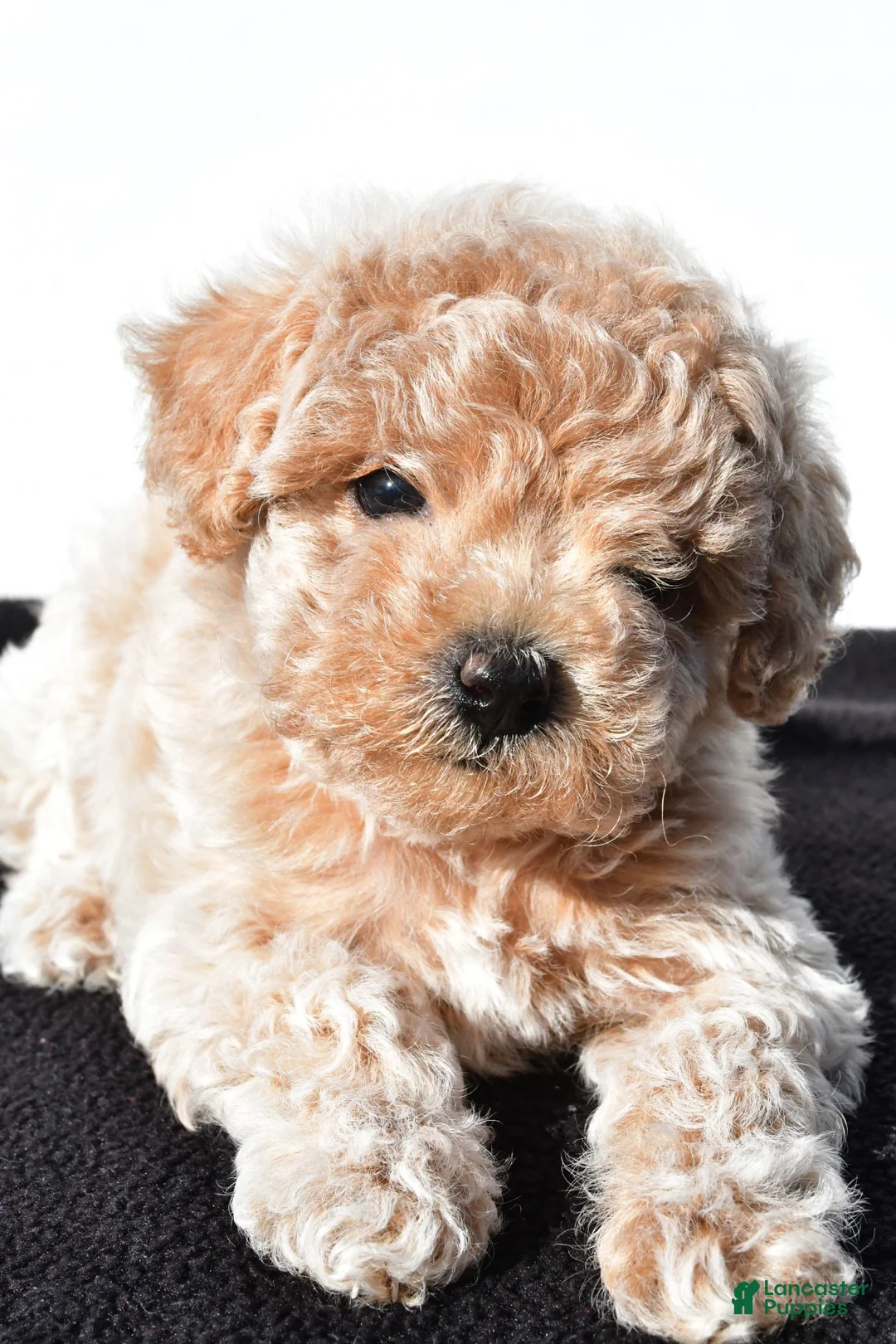 Toy Poodle dogs for sale: allie - Ad 1