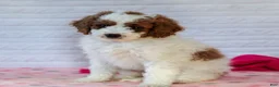 Mini Goldendoodle dogs for sale: Jasmine - Ad 1