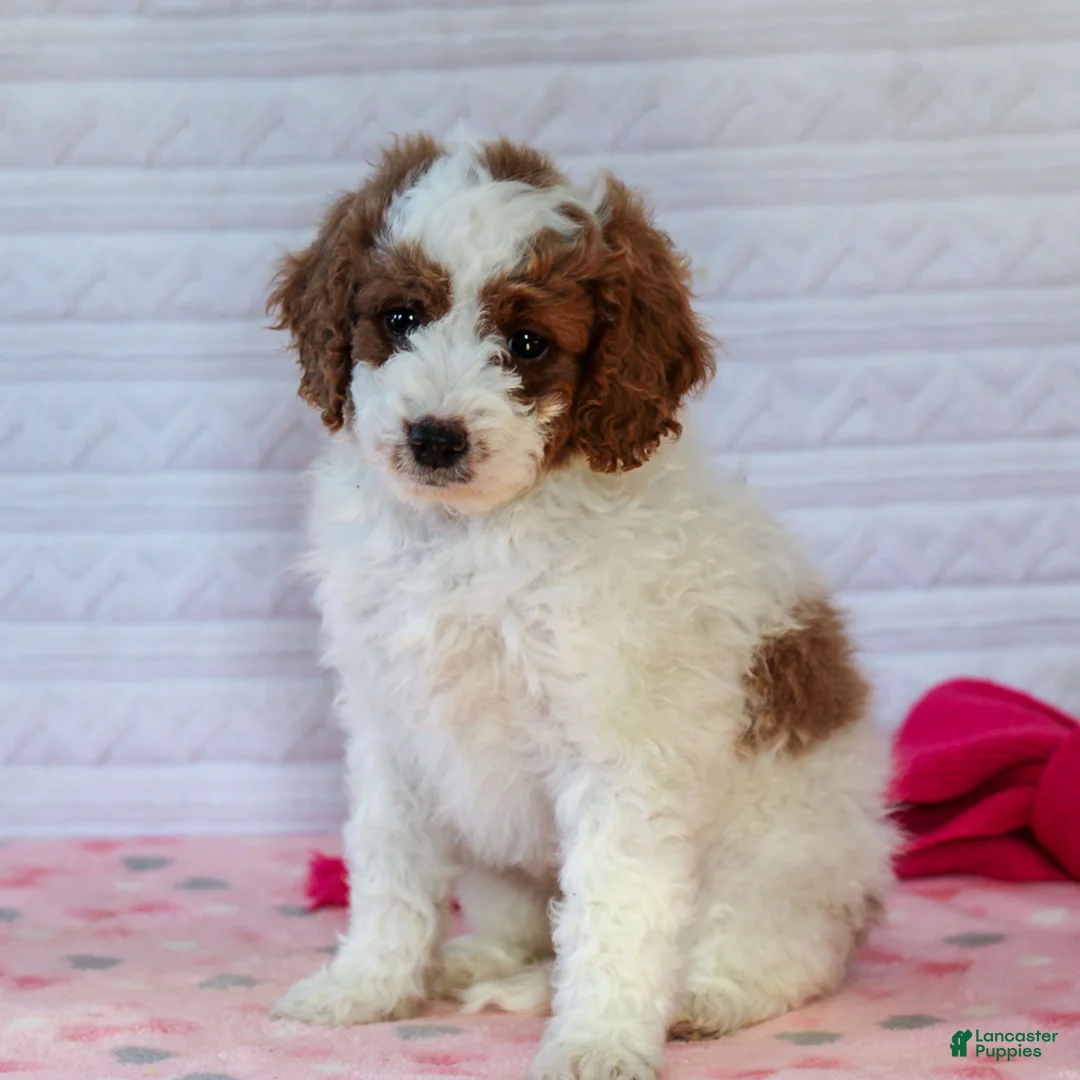 Mini Goldendoodle dogs for sale: Jasmine - Ad 1