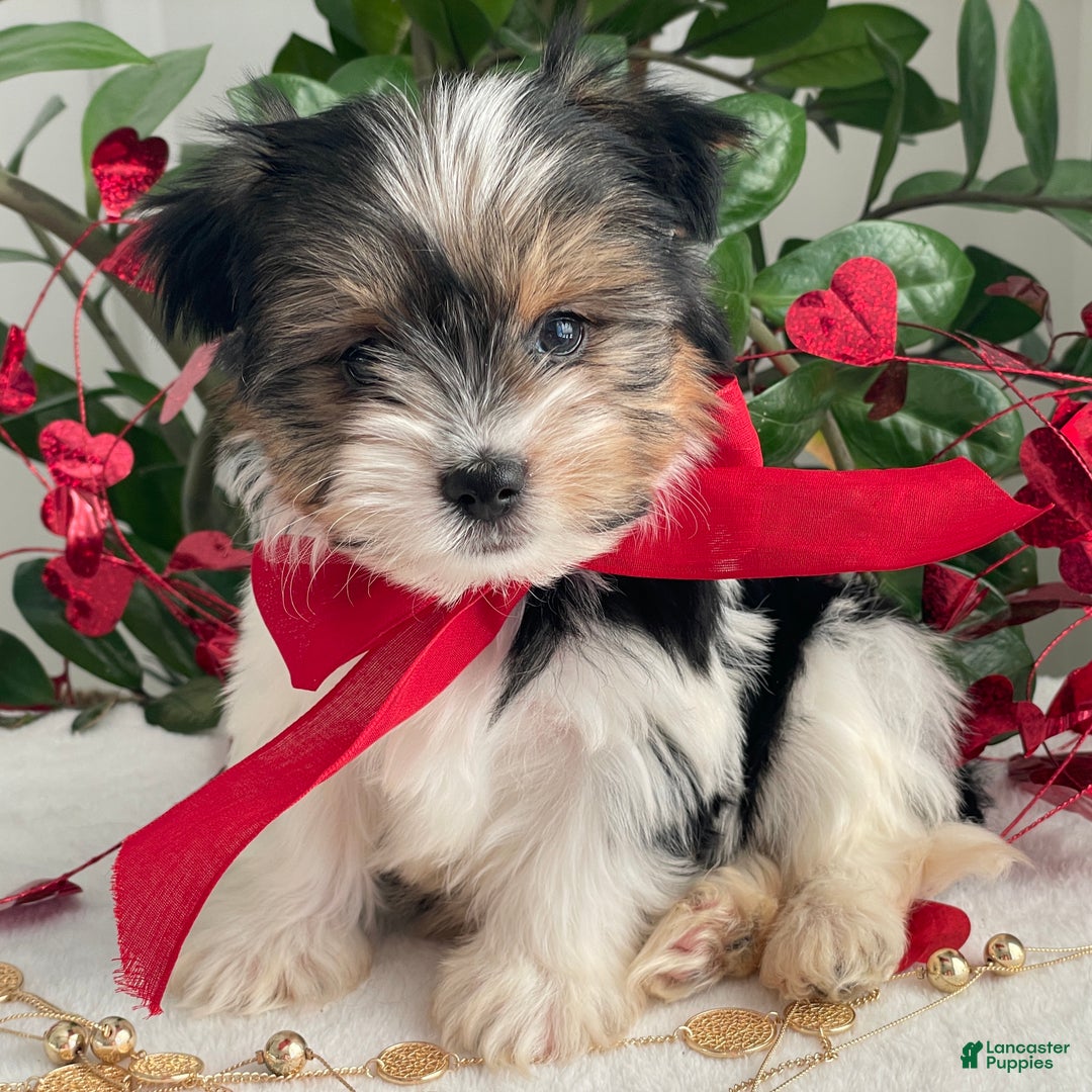 Biewer Terrier dogs for sale: Chico - Ad 8