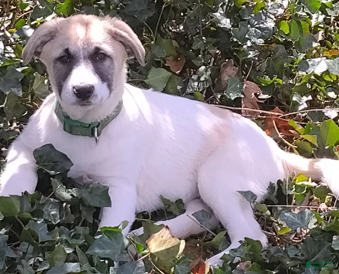 Mixed Breed dogs for sale: BABY JoJo Great Pyrenees (German Shepherd Puppies)  - Ad 1