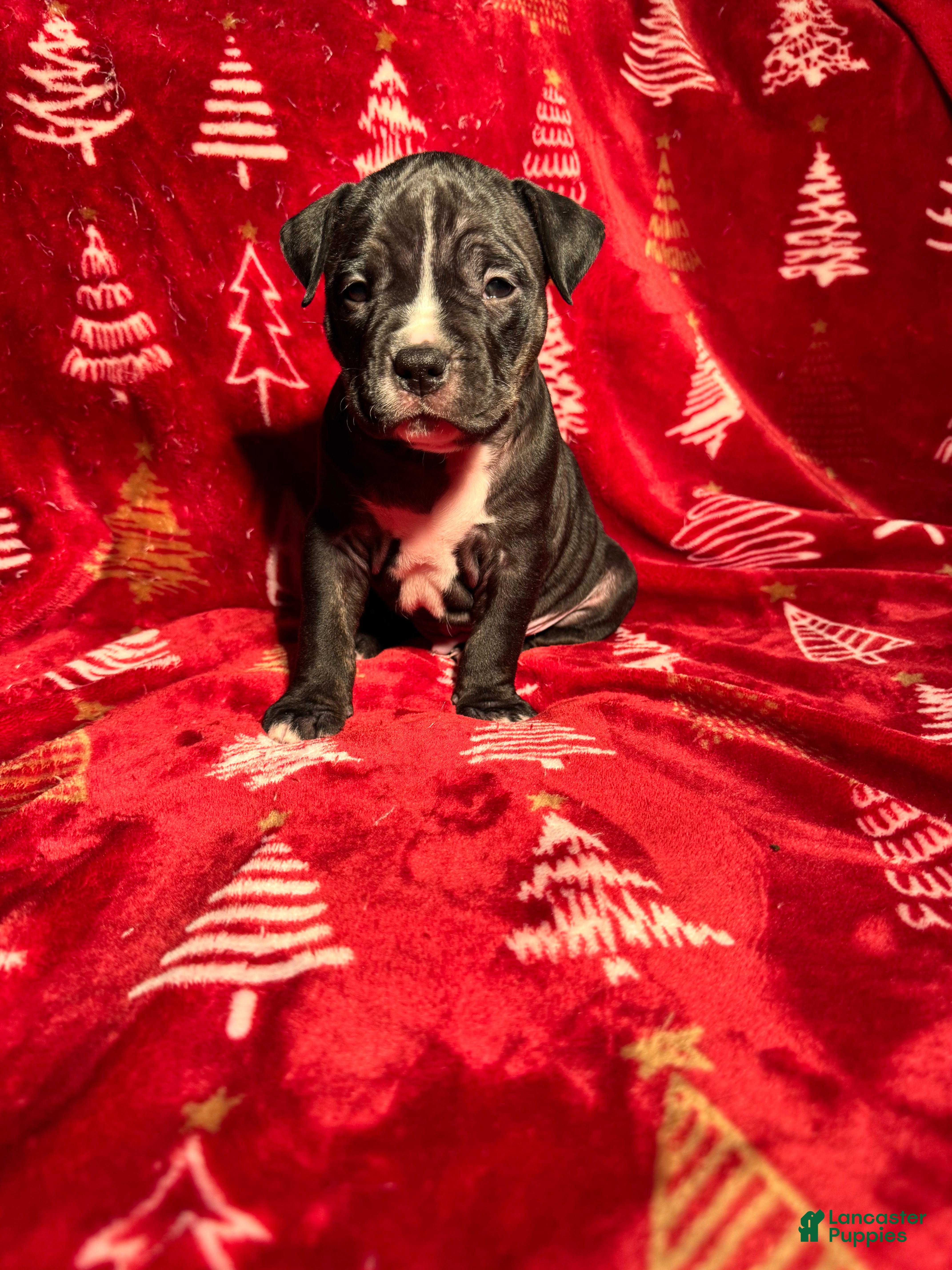American Bully dogs American Bully Puppy 2 - Ad 30