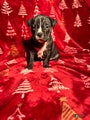 American Bully Puppy 2