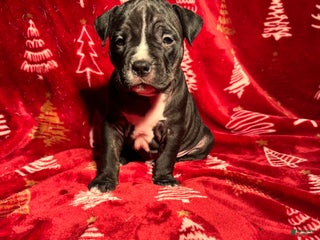 American Bully dogs American Bully Puppy 2 - Ad 11