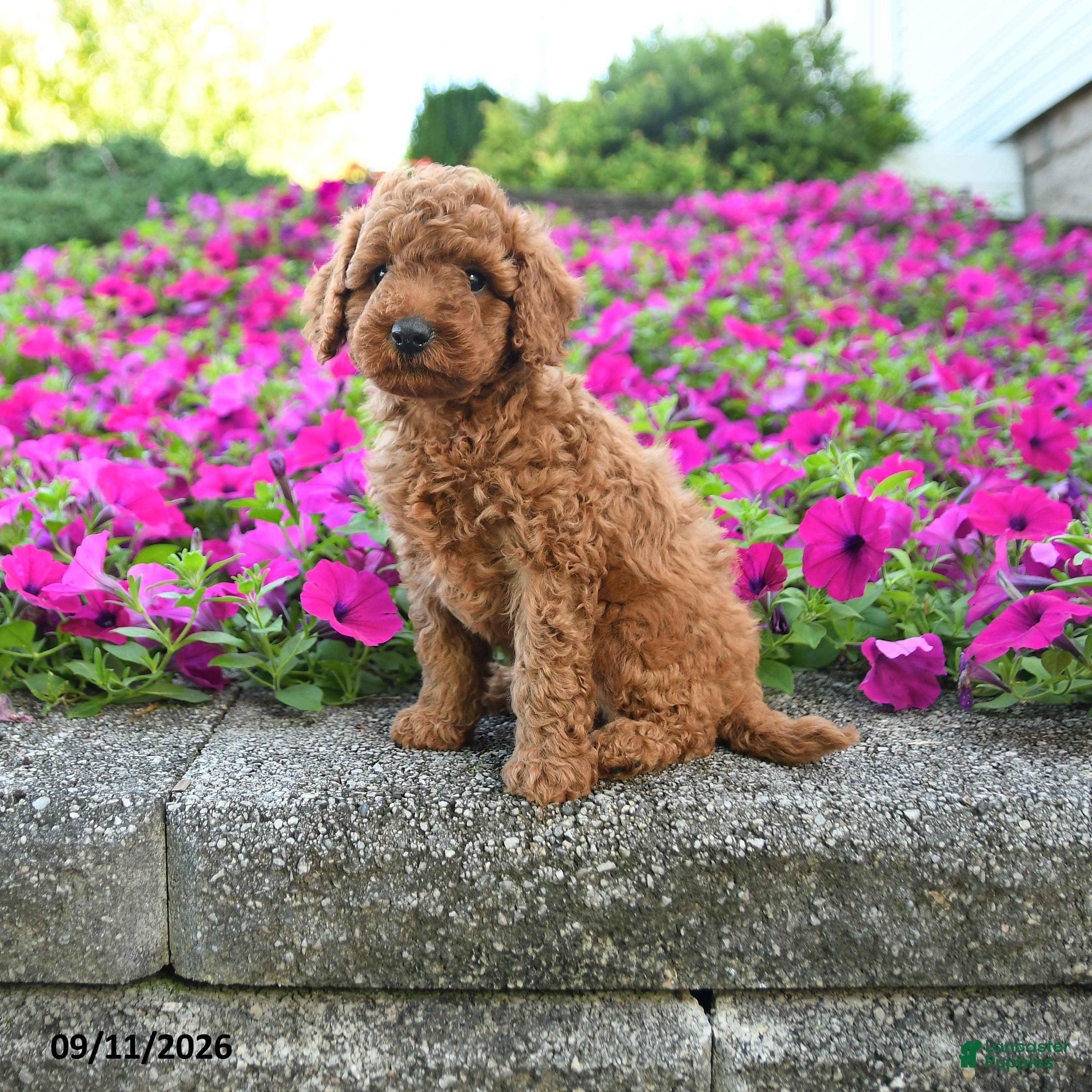 Miniature Poodle dogs Kavic - Ad 1