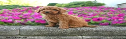 Miniature Poodle dogs for sale: Kavic - Ad 1