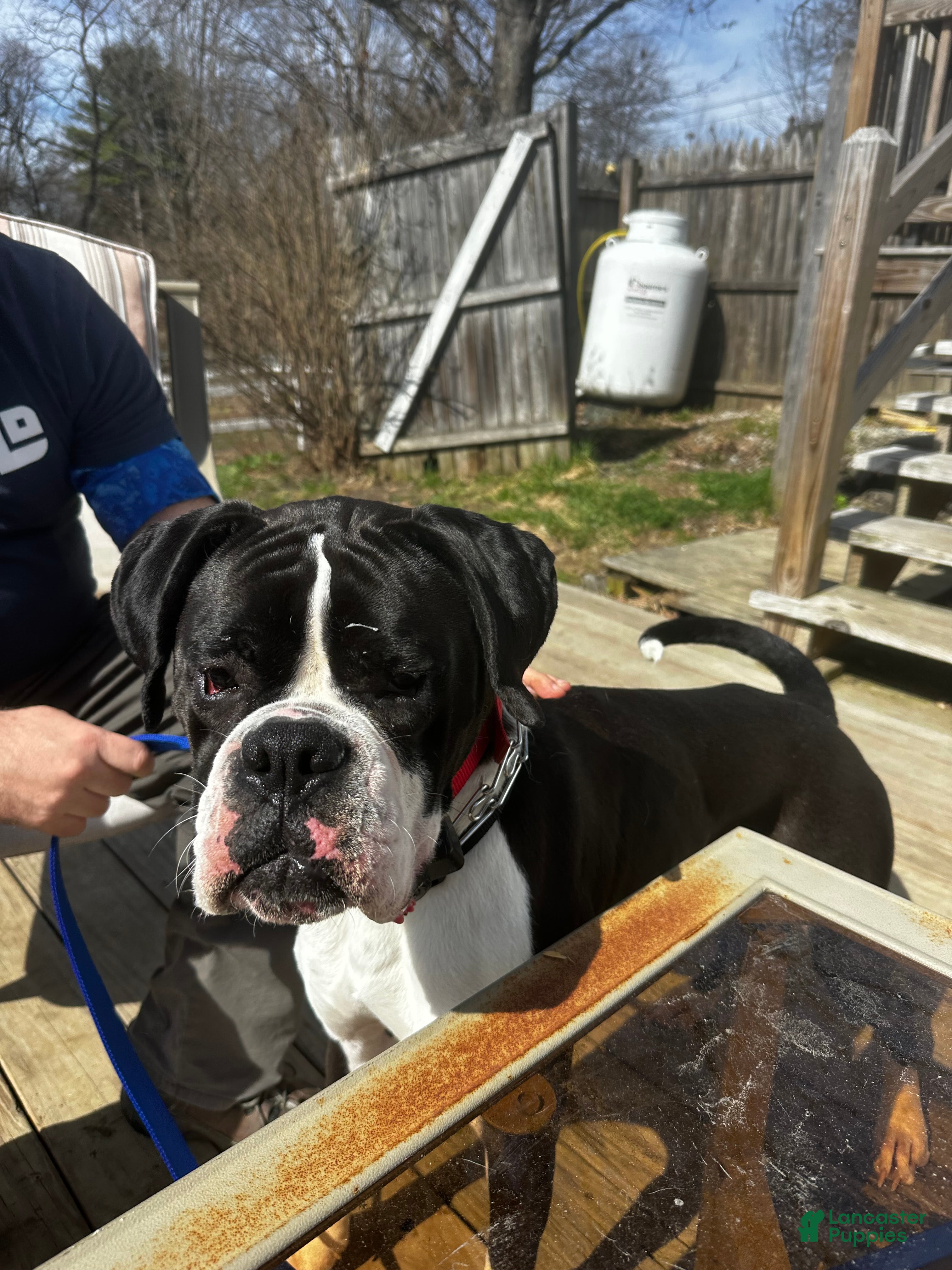 Boxer dogs Snoopy  - Ad 37