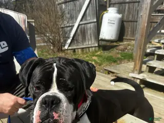 Boxer dogs Snoopy - Ad 37