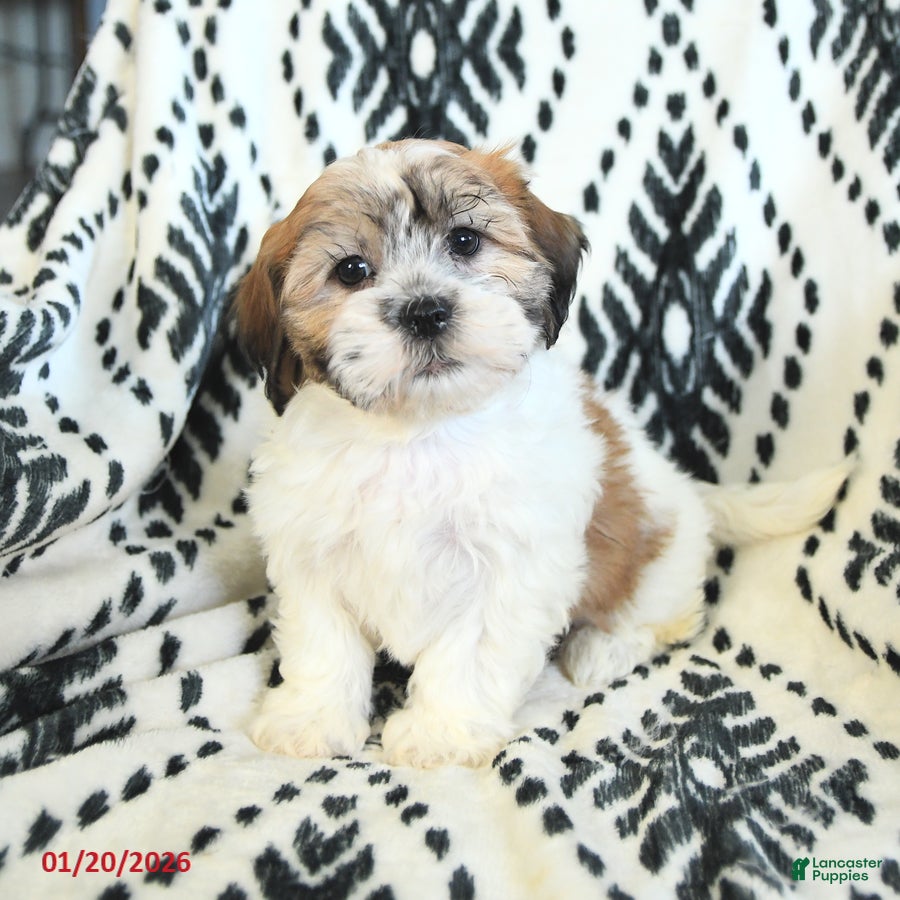 Teddy Bear dogs Rachelle - Ad 2