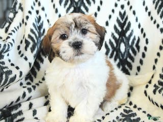 Teddy Bear dogs Rachelle - Ad 11