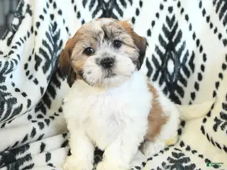 Teddy Bear dogs Rachelle - Ad 32