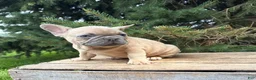 French Bulldog dogs for sale: Cruz - Ad 4
