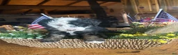 Sheepadoodle dogs for sale: Eleanor - Ad 3