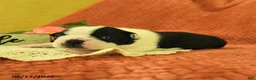 Boston Terrier dogs for sale: Viola - Ad 3