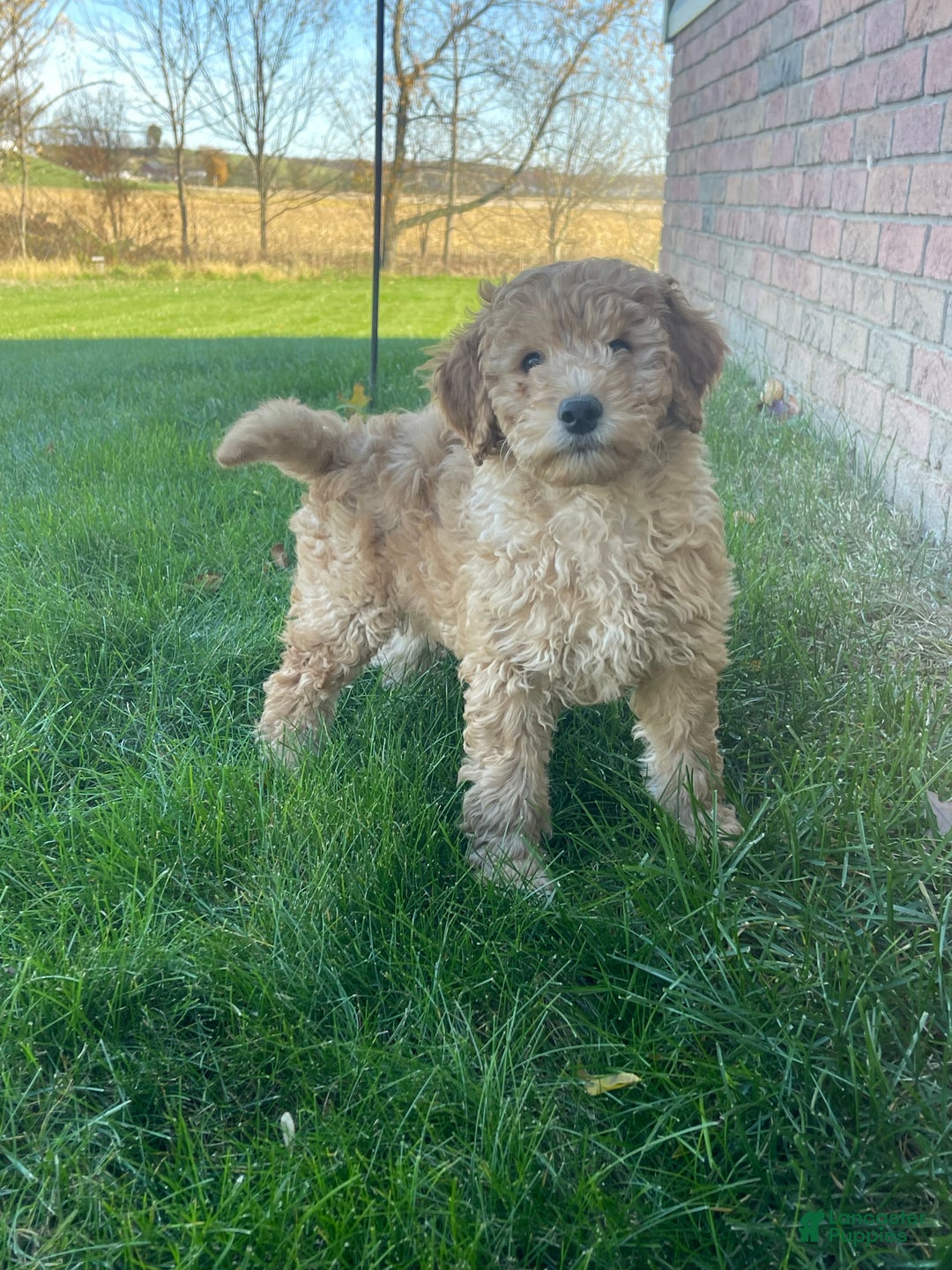 Mini Goldendoodle dogs for sale: Dash - Ad 1