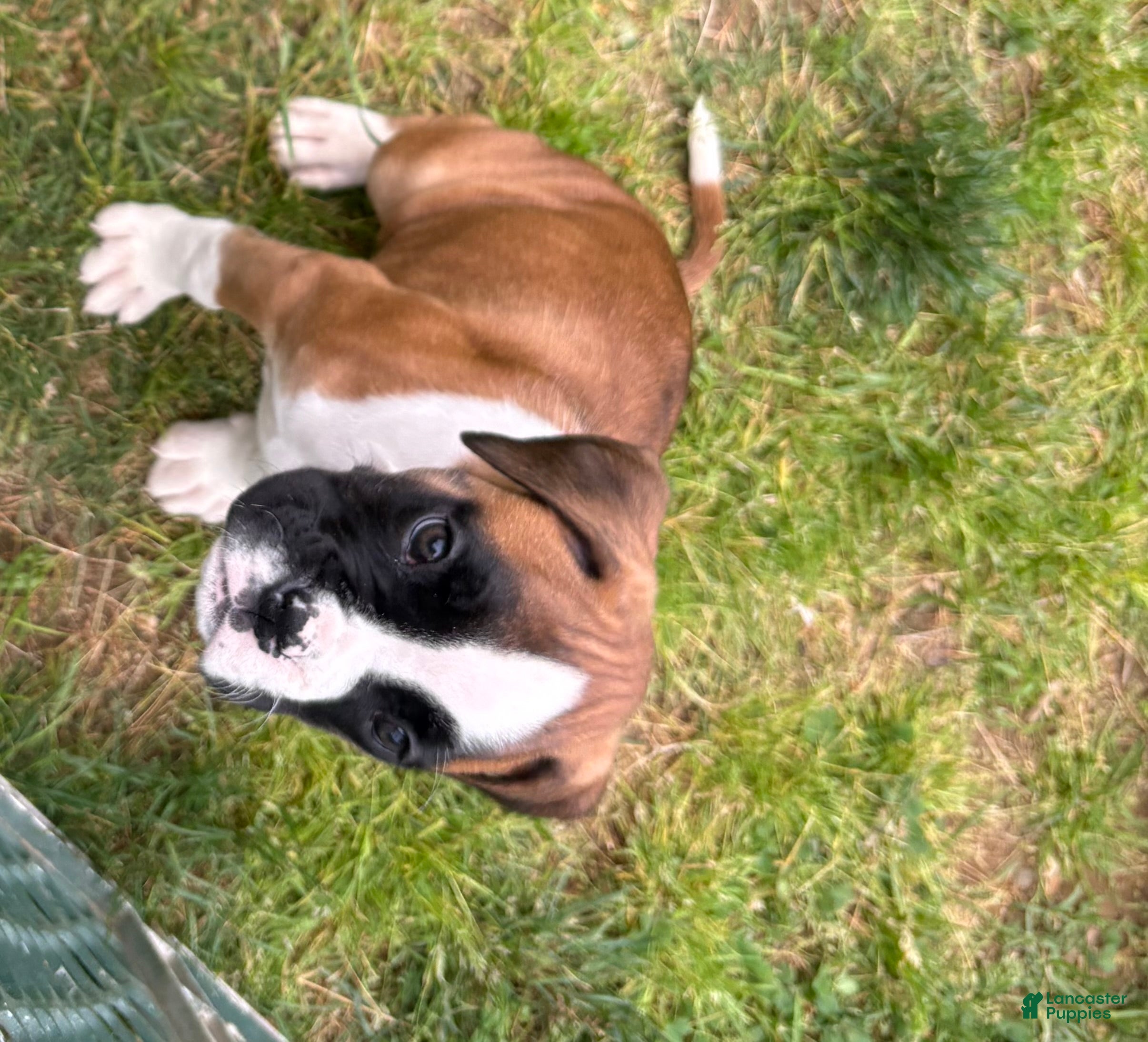 Boxer dogs Boxer 2 Chayenne  - Ad 1