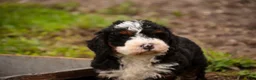 Bernedoodle dogs for sale: Ridge Miniature Bernedoodle  - Ad 4