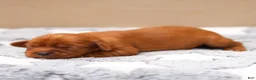 Cavalier King Charles Spaniel dogs for sale: Olive Cavalier King Charles Spaniel  - Ad 6