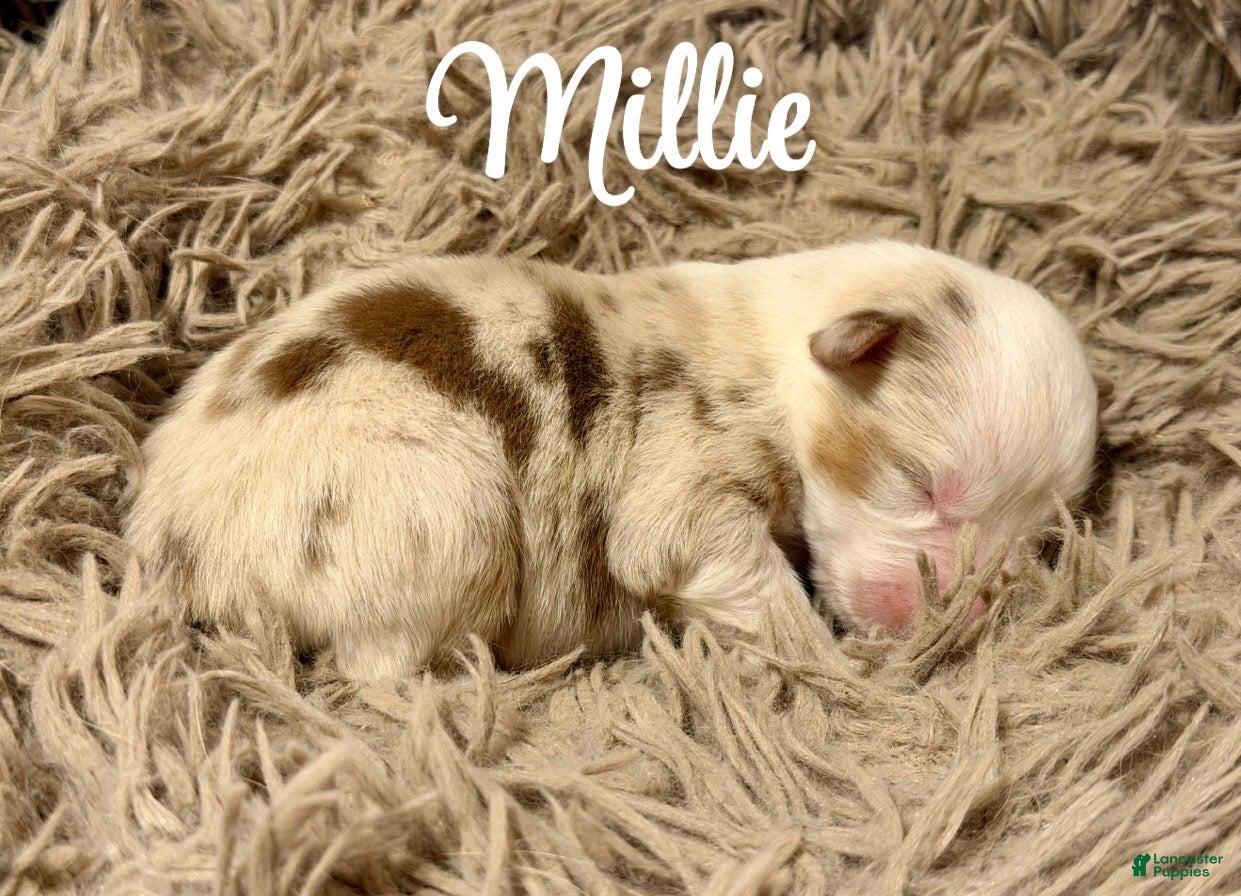 Australian Shepherd dogs for sale: Australian Shepherd 4 - Ad 1