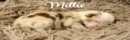 Australian Shepherd dogs for sale: Australian Shepherd 4 - Ad 1