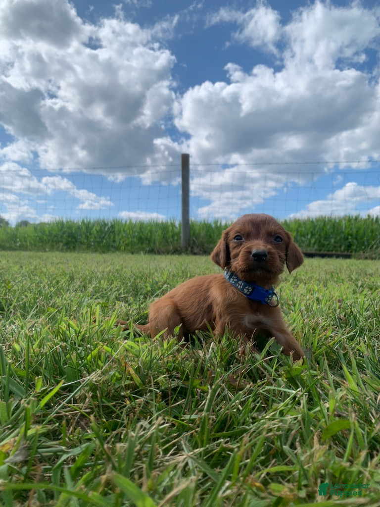 Irish Setter dogs Lariat - Ad 7
