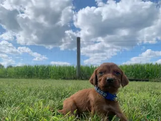 Irish Setter dogs Lariat - Ad 7