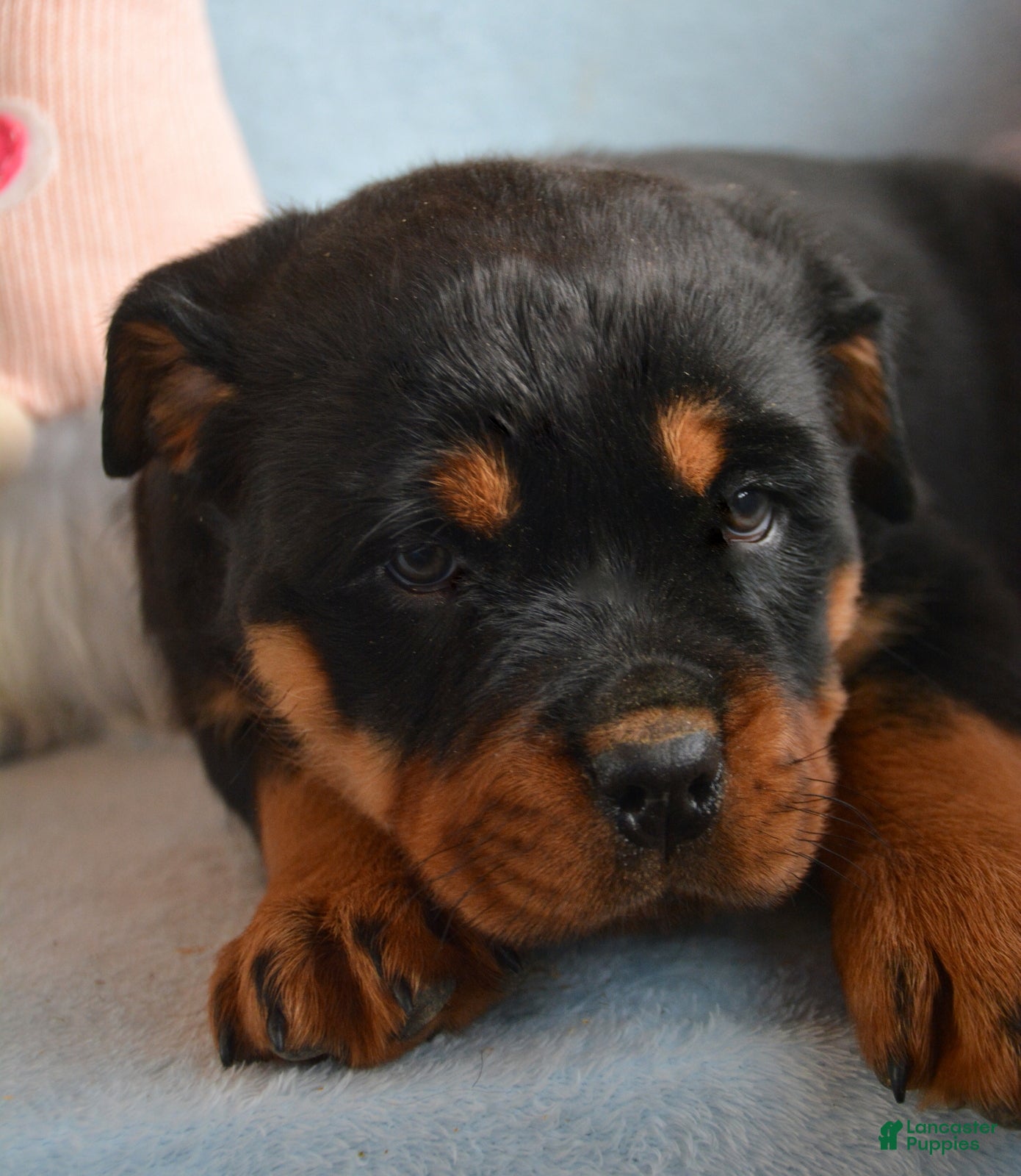 Rottweiler dogs Rottweiler Puppy 4 Remy - Ad 7