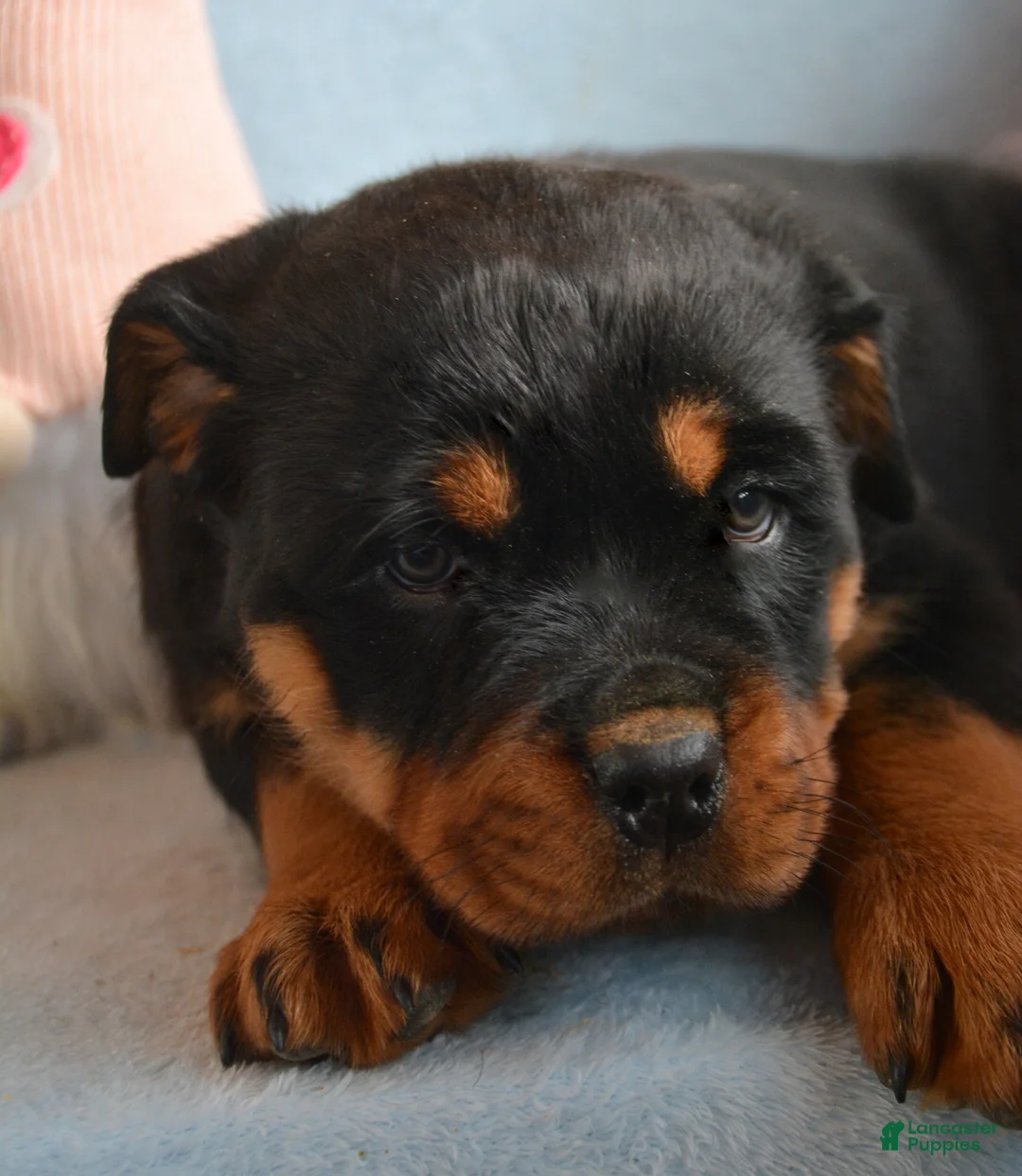 Rottweiler dogs for sale: Rottweiler Puppy 4 Remy - Ad 2