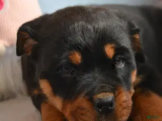 Rottweiler dogs Rottweiler Puppy 4 Remy - Ad 7