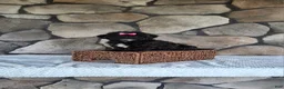 Shihpoo dogs for sale: Shelly - Ad 3
