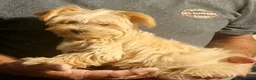 Morkie dogs for sale: Lily - Ad 4
