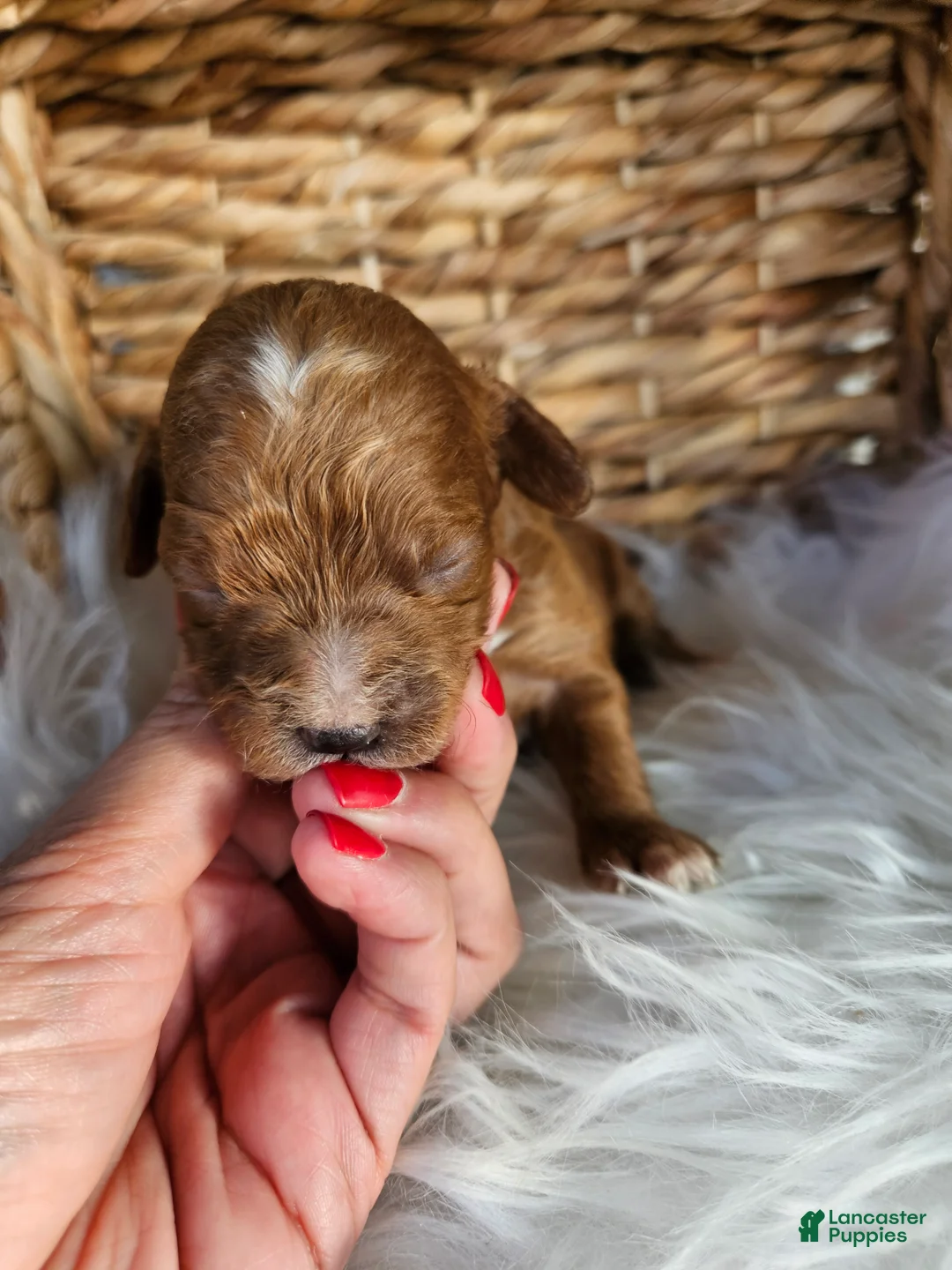 Cavapoo dogs for sale: Hattie - Ad 6