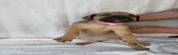 South African Boerboels dogs for sale: South African Boerboels Puppy 1 - Ad 1