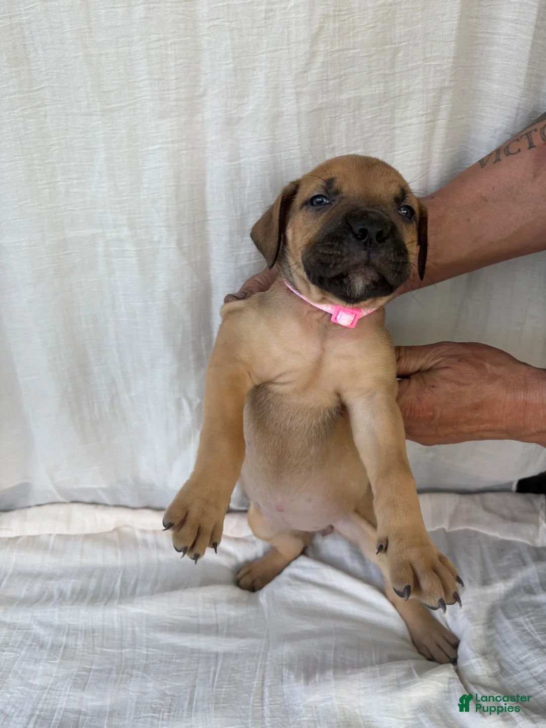 South African Boerboels dogs for sale: South African Boerboels Puppy 1 - Ad 1