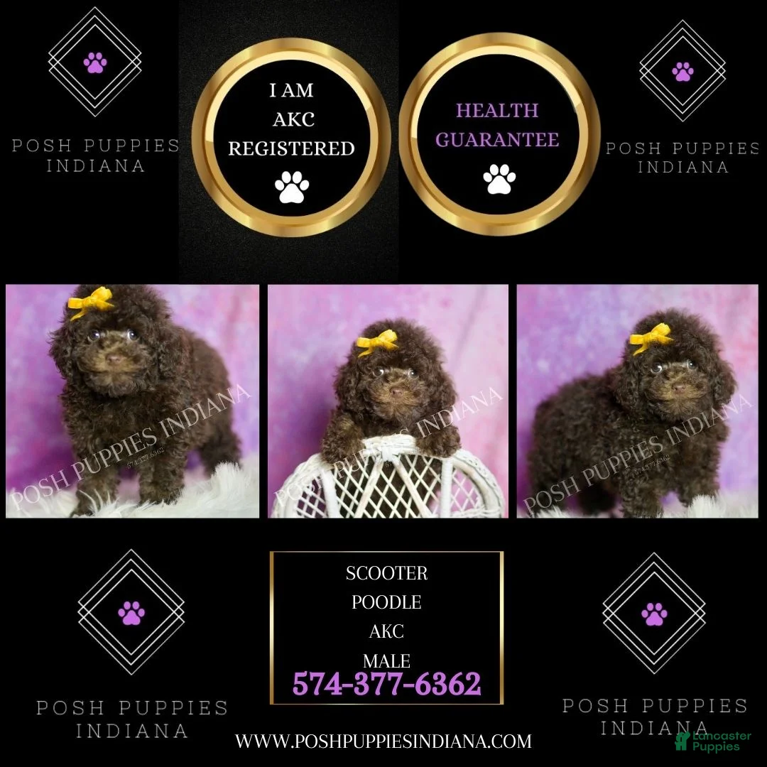 Standard Poodle dogs for sale: Scooter - Ad 7