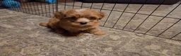 Morkie dogs for sale: Mickey - Ad 1